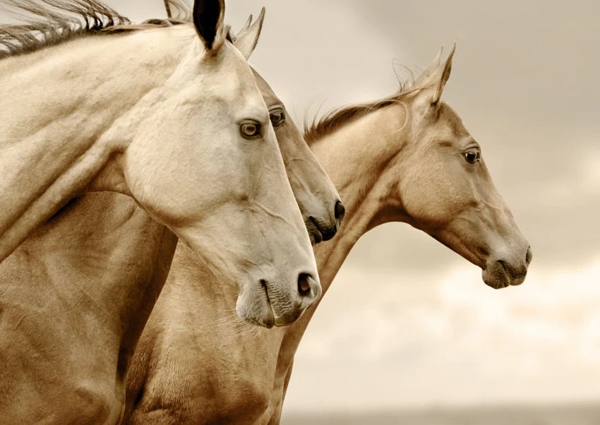 Mint by Michelle Decoupage Paper Sepia Horses/Reverse Sepia Horses