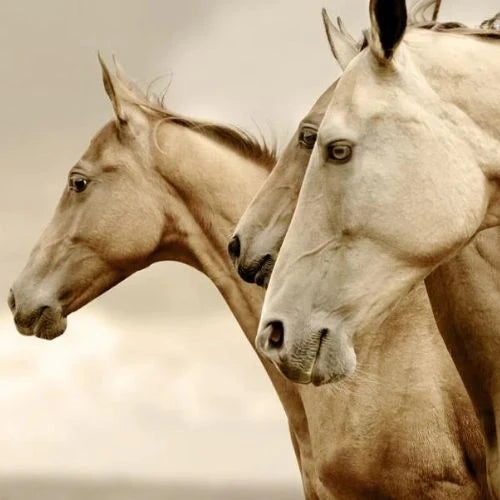 Mint by Michelle Decoupage Paper Sepia Horses/Reverse Sepia Horses