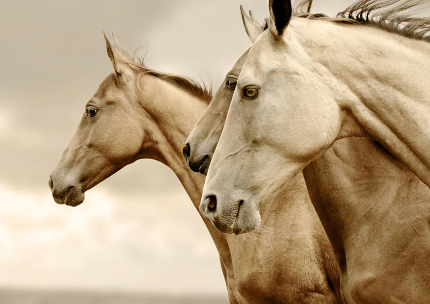 Mint by Michelle Decoupage Paper Sepia Horses/Reverse Sepia Horses