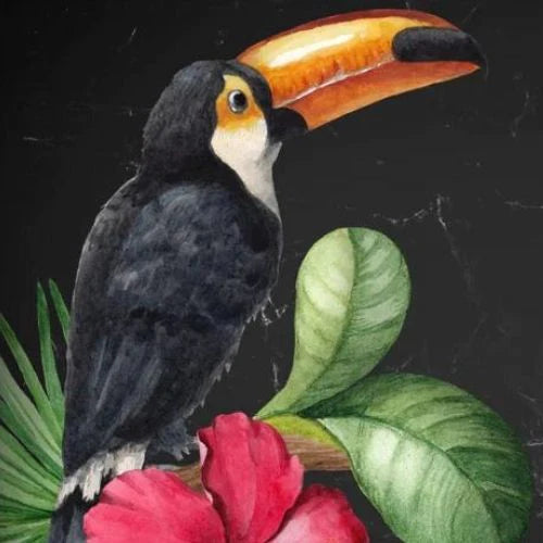 Toucan
